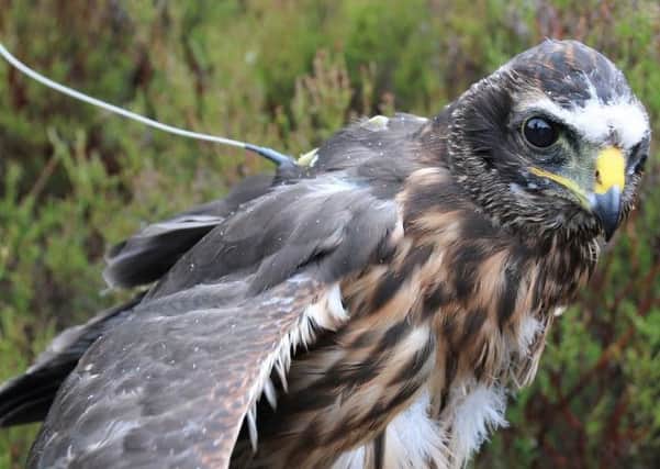A record number of hen harrier chicks have been fitted with satellite tags. Picture: RSPB/PA Wire