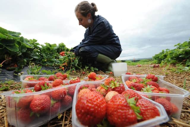 The labour shortage has already had a devastating impact on some farms, with tonnes of fruit worth many hundreds of thousands of pounds to businesses being left to rot. Picture: PA