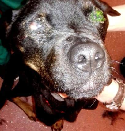 Shocking pictures show an extremely underweight Rottweiler who was not provided with a suitable diet and veterinary attention for an obvious eye condition.  Picture: CP