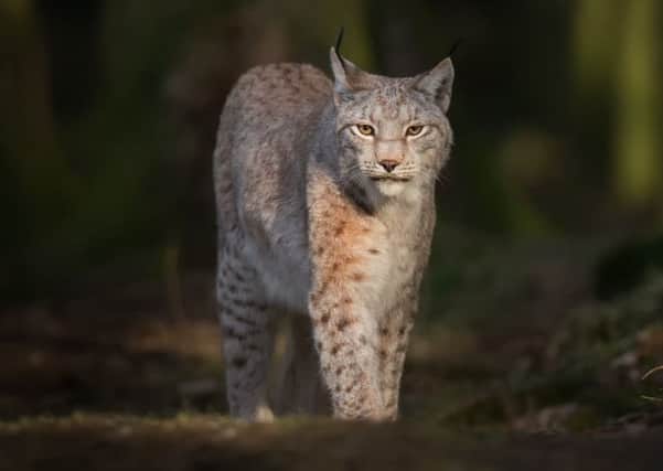 The Lynx UK Trust wants to return six of the predators to woodland in Northumberland