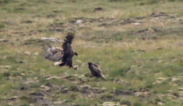 The two white-tailed eagle chicks that hatched have successfully fledged, the RSPB Scotland said. Picture: Raymond Besant