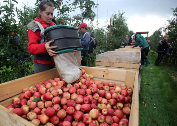 Fruitpicking vacancies have traditionally been filled by EU workers in the past. Picture: Getty