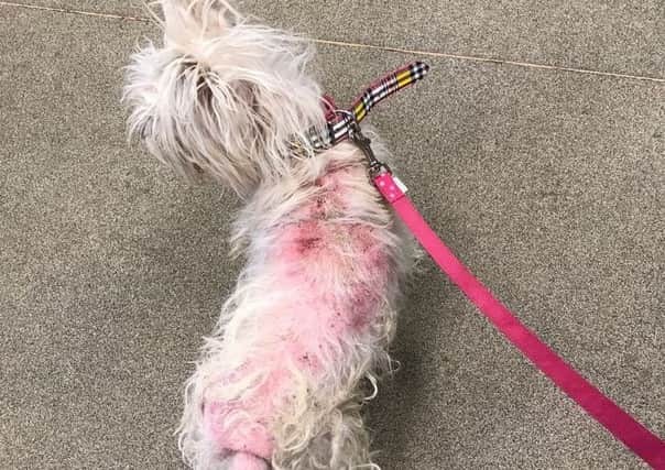 Bonnie, the West Highland Terrier, continues to be treated for a chronic skin condition. Pic: SSPCA