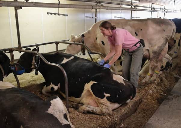 Tina Hinchley ecourages a cow to stand during evening milking at her farm near Cambridge, Wisconsin (Picture: Scott Olson/Getty)