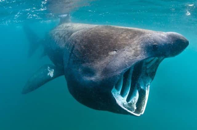 Basking sharks are the second-largest fish in the world,
