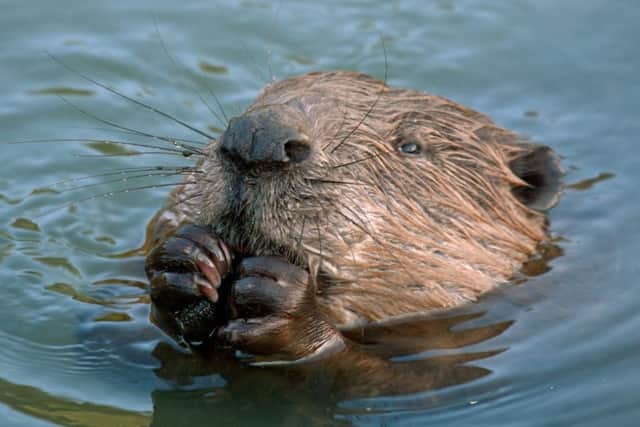 Beaver activity costs farmers thousands of pound. Photograph: Getty