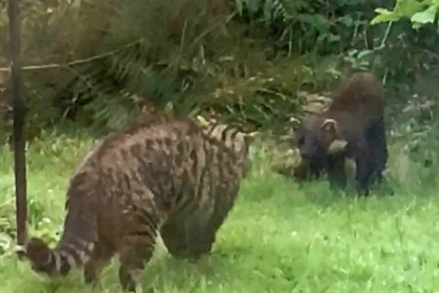 Neil Bletcher couldn't believe his eyes when out from the bushes appeared an elusive Highland wildcat. Picture: SWNS