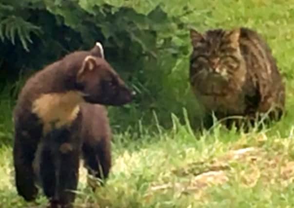 The meeting of a wildcat and a pine marten which Neil Bletcher photographed while he was on holiday in Scotland. Picture: SWNS