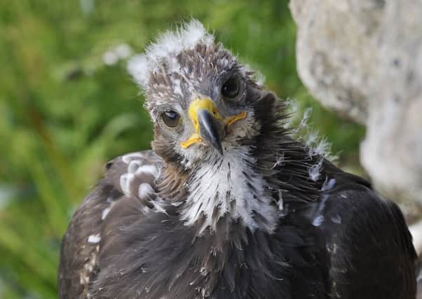 Conservationists release Golden Eagles in the South of Scotland



in the first of a series of groundbreaking translocations. Picture: Laurie Campbell/PA Wire.