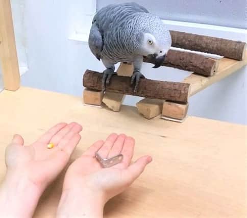An African grey parrot. Results published in the journal Scientific Reports show parrots are capable of making complex economic decisions. Picture: Max-Planck Comparative Cognition Research Group/PA Wire