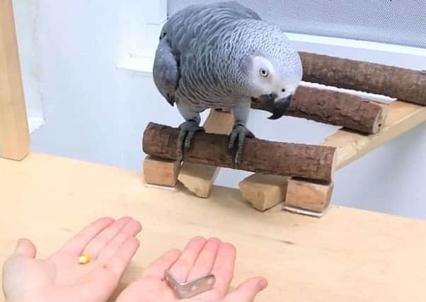 An African grey prepares to make a weighty economic decision