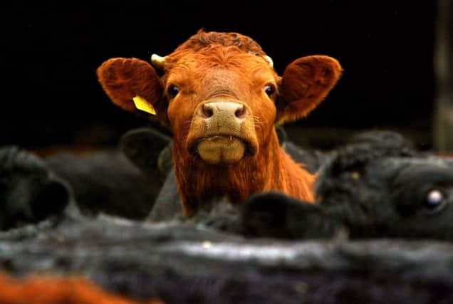 A case of BSE commonly known as Mad Cow Disease has been confirmed. Stock image. Picture: PA