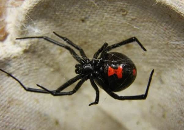 Black widows live for about two years and are native to the US. Picture: File Image