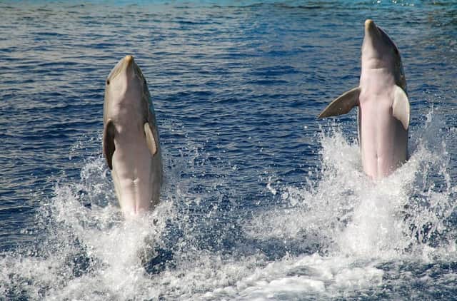Dolphins can learn from each other to walk on water and this intelligence could help save the species as the worlds climate changes, a new study has found.