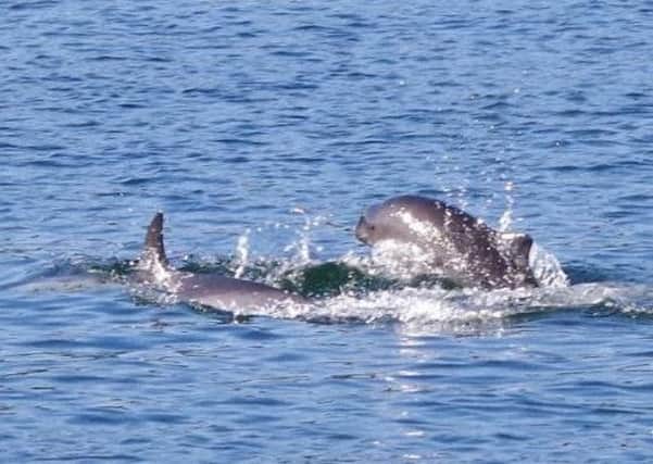 A dolphin living alone in the Firth of Clyde has learned to communicate with local harbour porpoises, an expert believes.