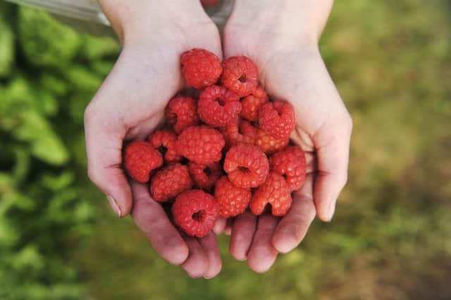 Scots scientists are Â­working to improve the flavour of the humble raspberry which is under pressure from both changing weather patterns and a split in opinion on what makes the soft fruit taste great.