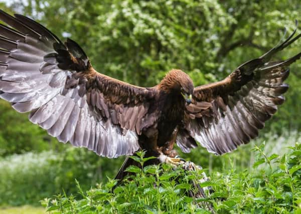 Experts at the University of Edinburgh, working with the Wellcome Sanger Institute near Cambridge, announced that they have completed a project to sequence the golden eagle genome  the first time it has been done for the species.