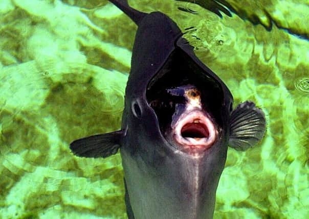 A sunfish at Deep Sea World (Picture: Neil Hanna)
