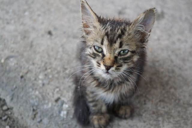 Kittens are almost the definition of cute, but they grow up to be highly effective predators