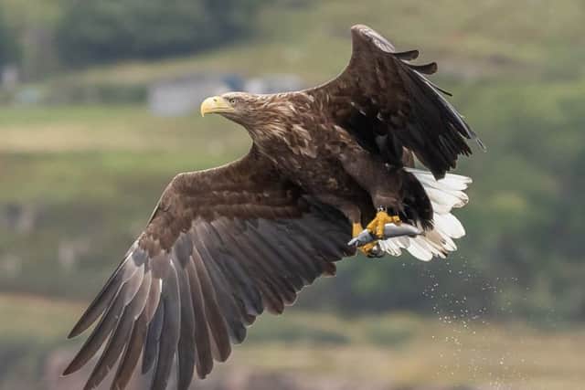 Ryan Wemyss, 50, took the snap of the bird while on a group photography excursion. Picture: SWNS