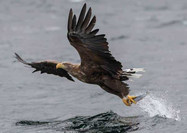 A white-tailed eagle swoops down on a fish off the Isle of Mull captured by Ryan Wemyess while out on an a boat trip. Picture: SWNS