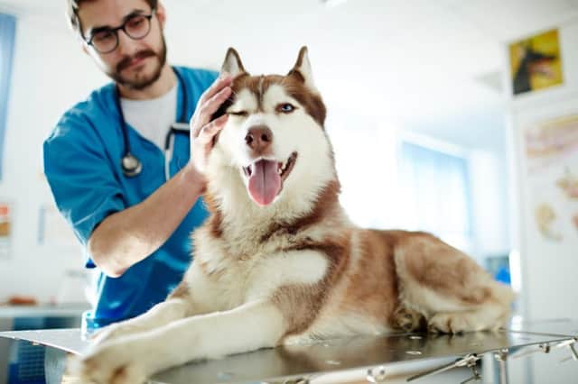 The BVA warned of the danger of rescue pets
