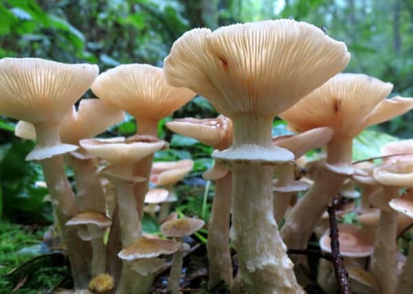 A cluster of Honey Mushrooms (Armillaria ostoyea) in Washington state