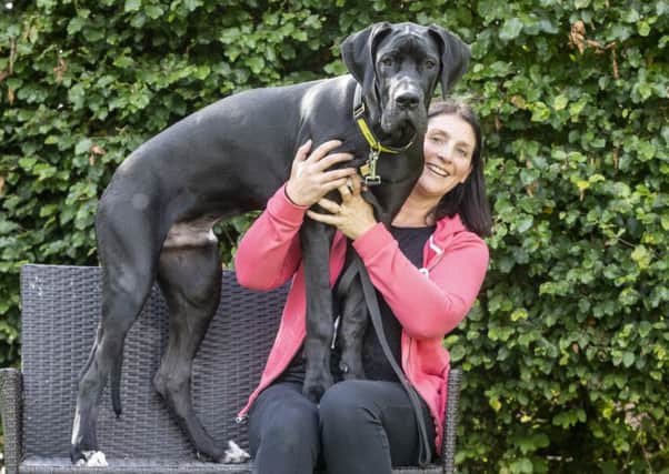 Arnie the Great Dane. Picture: SWNS