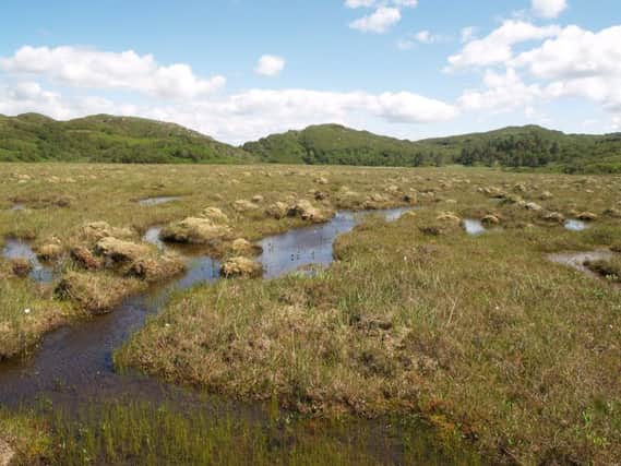 Peatlands are a vital sink for carbon as the water slows down its release into the atmosphere. Picture: contributed