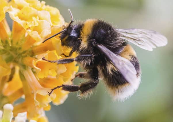 Bees are facing a number of problems, including climate change, pesticides, disease and changes in land use (Picture: PA)