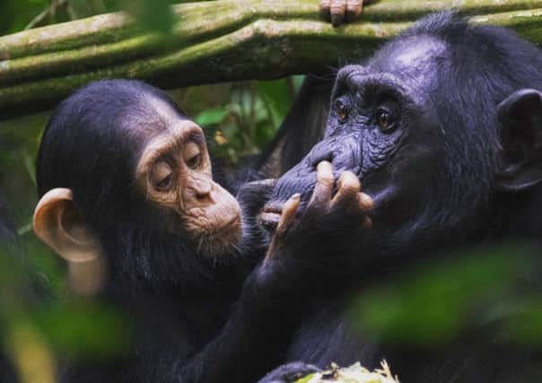 Humans and great apes share the vast majority of their DNA and a gestural language