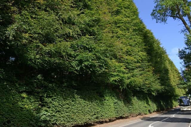 Officially the worlds tallest and longest hedge according to the Guinness World Record book, the Meikleour Beech Hedge, in Meikleour, Perthsire, Scotland, is under threat because of its size. Picture: SWNS