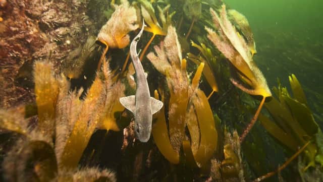Mechanical dredging for kelp would be environmental vandalism, MSPs have been told