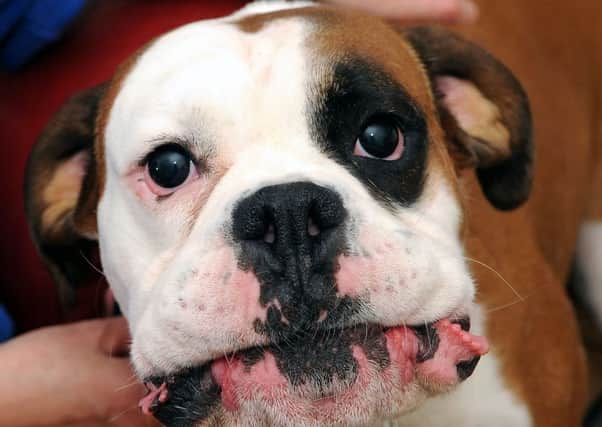 A boxer dog was targeted in the robbery. Michael Gillen archive image.