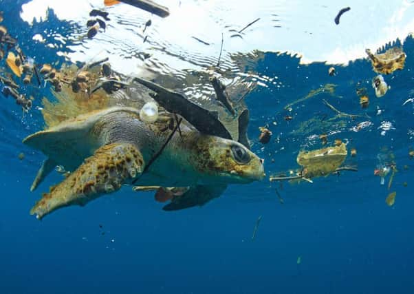 A sea turtle encumbered by waste. Picture: REX/Shutterstock