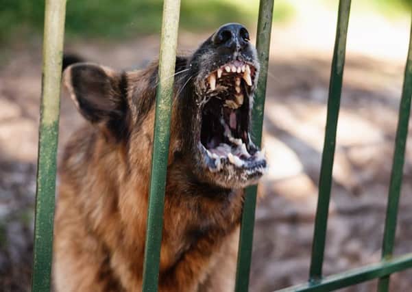 The statistics show that since the system of Dog Control Notices (DCNs) came into force in February 2011, the number handed out each year has jumped from 92 to 339. Picture: contributed