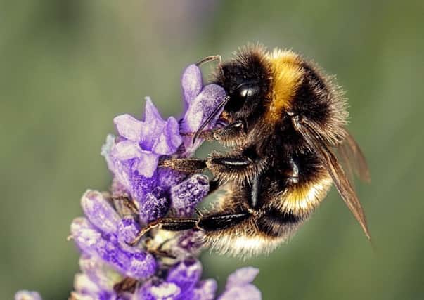 Its more than just bees facing a threat from airborne pollution. Picture: Thinkstock