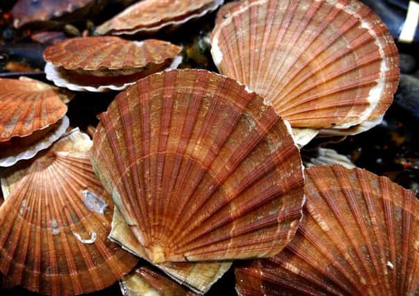 They are a culinary delight but eating scallops  can come at an environmental price. Picture: Sean Bell