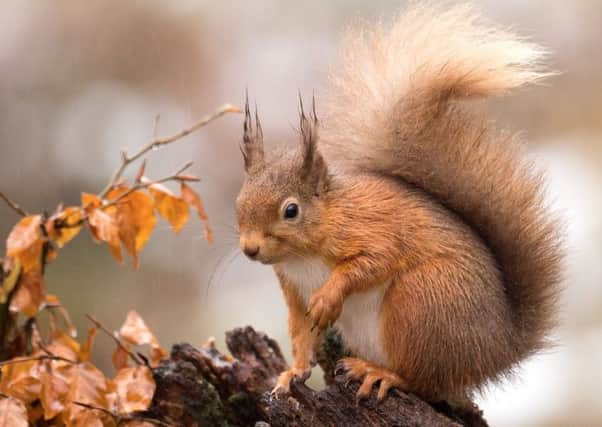 Father-of-two Craig, from Dundee, captured the delightful picture of the squirrel (like the one pictured) at Templeton Woods, just outside the city. Picture: Sue Cro/Flickr