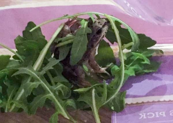 A couple were "horrified" after eating most of a bag of rocket - only to find a live frog amongst the leaves. Picture: Joe Archer Joy / SWNS