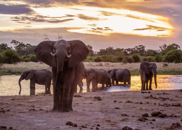 Elephants drink water at Khwai in Botswana