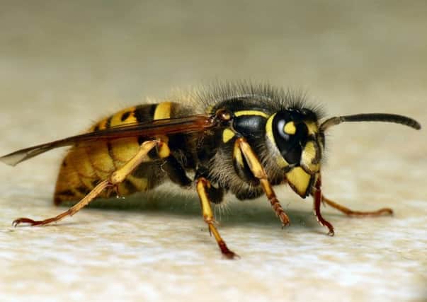 Wasps do much more good than most people realise.