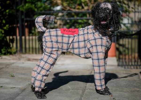 Fraser the poodle who needs to go out in a full body suit due to an ailment called Sebaceous Adenitis, a rare type of inflammatory disease that affects the skin and glands of young and middle-aged dogs. Picture: SWNS