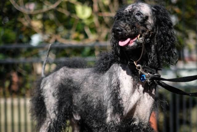 Fraser, a four-year-old black Standard Poodle, is now causing a stir in his home town of Cheadle, Staffs, after striding out in his new body suit made especially for him by Aileen Perry, 54, from Elgin, Scotland.