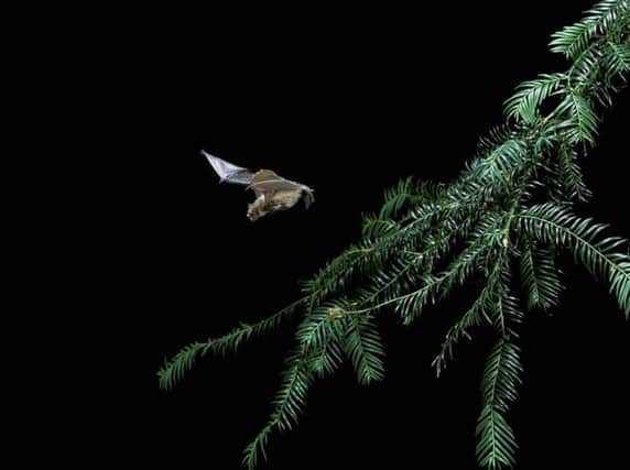 Common pipistrelle bat. Picture: 
Hugh Clark/www.bats.org.uk