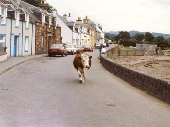A cow wandering down a street in Plockton. Picture: submitted by George Finlayson