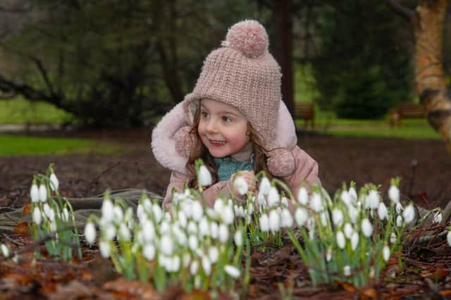 Brook Louden (4) from Lasswade enjoys the snowdrops currently on display at The Royal Botanical Garden in Edinburgh 3/2/17