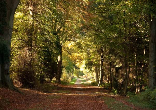 Callendar Woods.