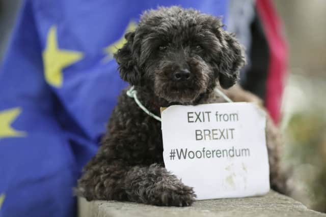 Lily the poodle sits in Parliament Square after marching in a 'Wooferendum' to demand a People's Vote on Brexit. Picture: AP