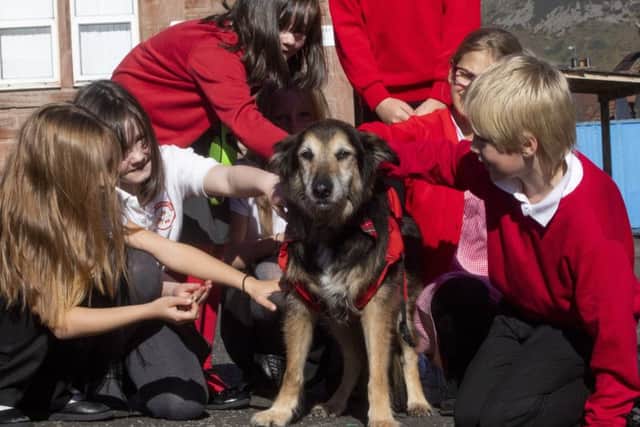 Russell the Dog, 13, with school children at Coalsnaughton Primary School. Russell visits the children of Coalsnaughton Primary School in Alloa. Picture: SWNS